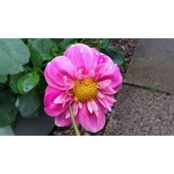 Dahlia Plant