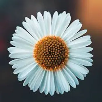 Organic Daisy Flowers