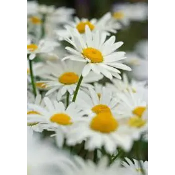  Fresh Daisy Flower