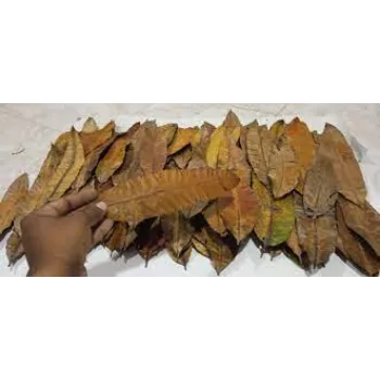 Fresh Dried Mango Leaves