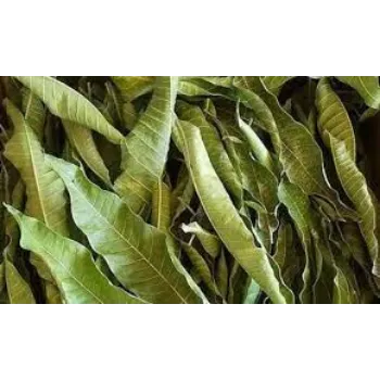 Natural Dried Mango Leaves 