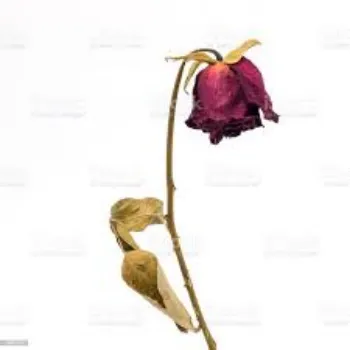 Fresh Dried Rose