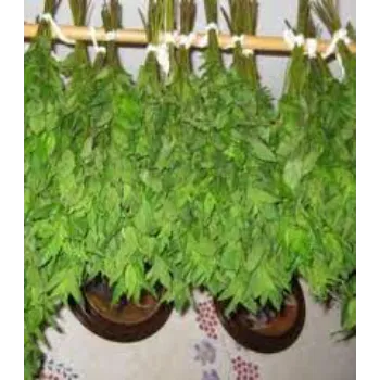 Dry Mint Leaves