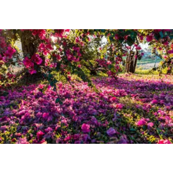 Fresh Garden Flower