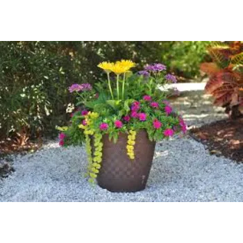 Gerbera Daisy Plant