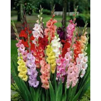 Fresh Gladiolus Flower