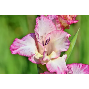 Gladiolus Flower