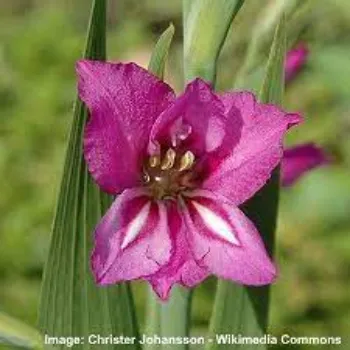 Organic Gladiolus Flowers