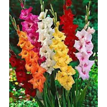 Gladiolus Flowers