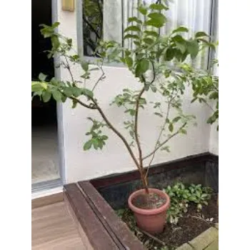 Guava Plant