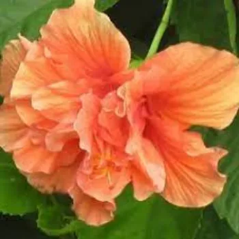 Organic Hibiscus Flowers