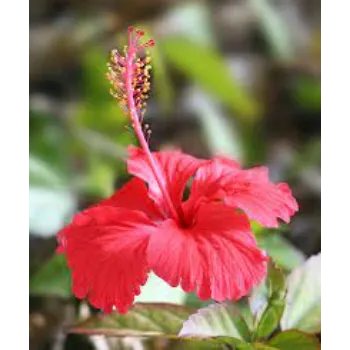 Orange Hibiscus Flower Manufacturer