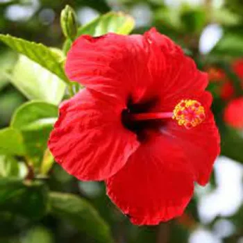 Fresh Hibiscus Flower Manufacturer