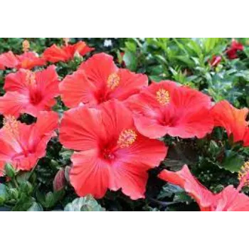  Fresh Hibiscus Flowers