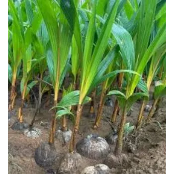 Hybrid Coconut Plant