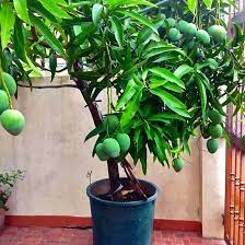 Mango Plant