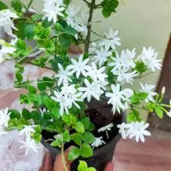 Common Jasmine Plant  Manufacturer