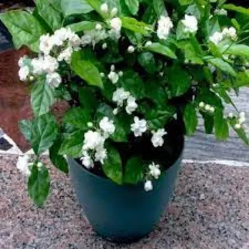 Organic Jasmine Plant Manufacturer