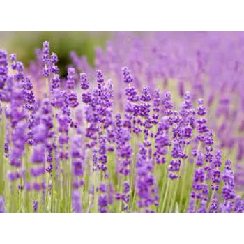 Organic Lavender Flowers