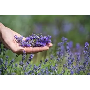  Fresh Lavender Flower