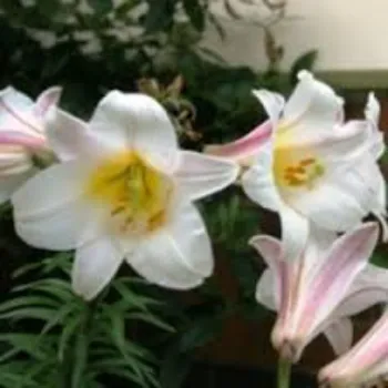 Lilium Plant