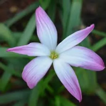 Organic Lily Flowers