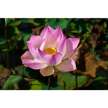 Lotus Flower