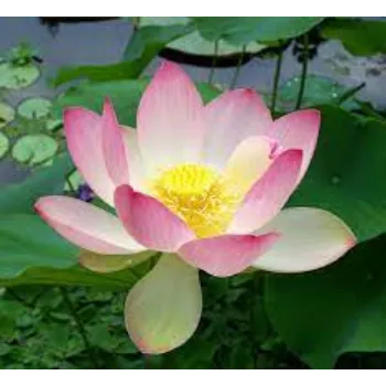 Fresh Lotus Flower