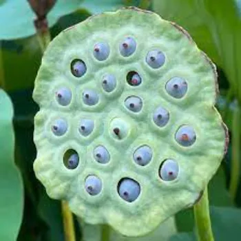  Lotus Seeds