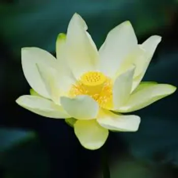 Lotus Plant