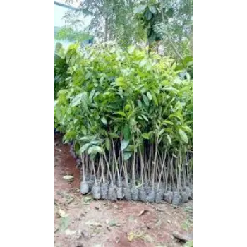 Fresh Mahogany Plant