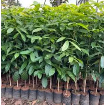 Organic Mahogany Plant