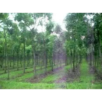 Natural Mahogany  Plant