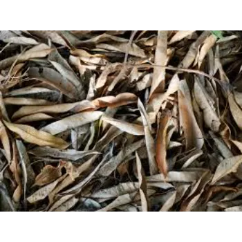 Dry Mango Leaves