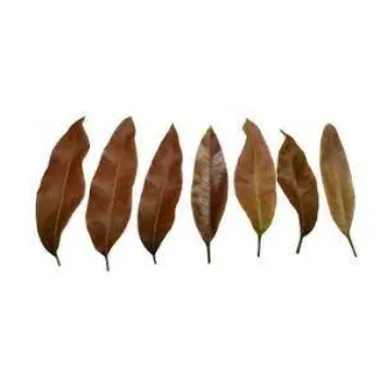 Dry Mango Leaves