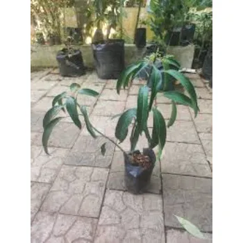 Mango Plants