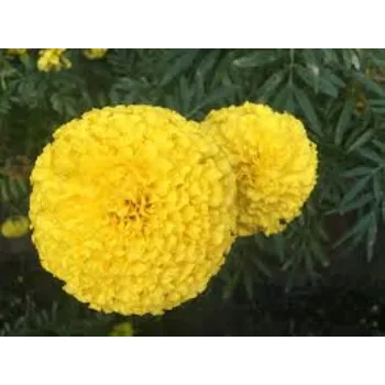 Organic Marigold Flowers