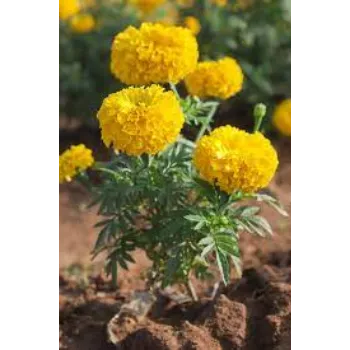 Organic Marigold Flower Manufacturer