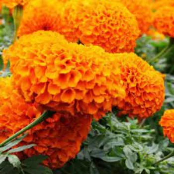 Organic Marigold Flower