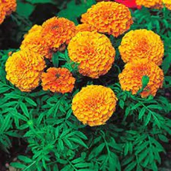 Fresh Marigold Flowers