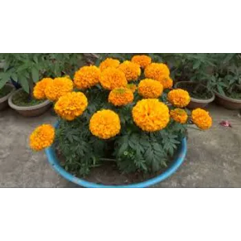 Marigold Plant