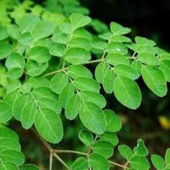 Fresh Dried Moringa Leaves