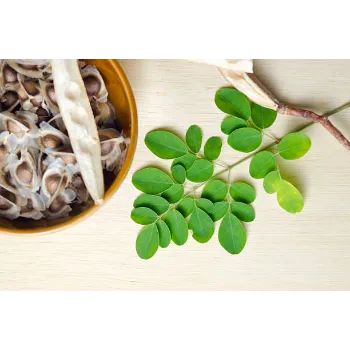  Moringa Seeds