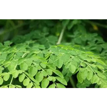 Moringa Leaves