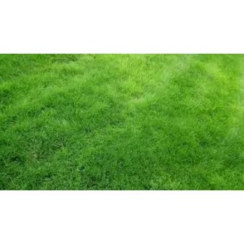 Natural Grass