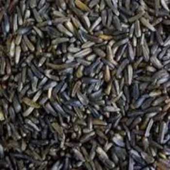  Niger Seeds