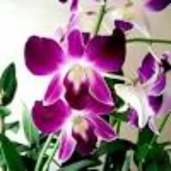 Orchid Flower