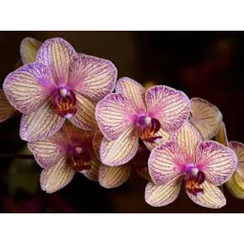 Organic Orchids Flowers