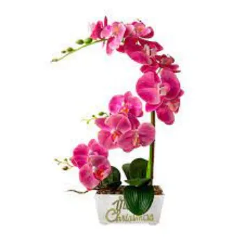 Fresh Orchid Flowers