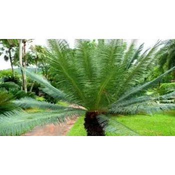 Common Palm Tree